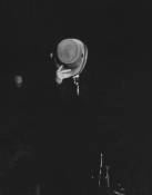 Captain Beefheart